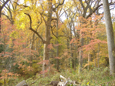 Caledon Natural Area